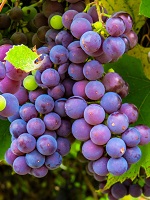 grapes